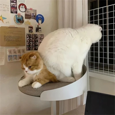 小动物情头