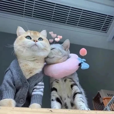 小动物情头