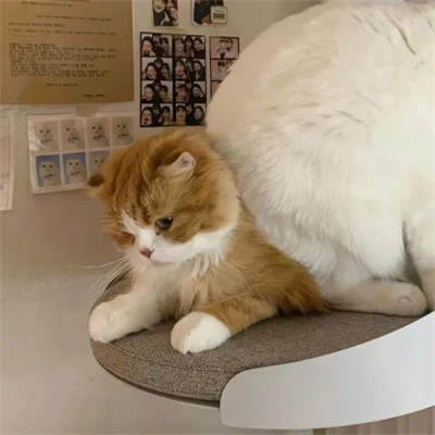 小动物情头