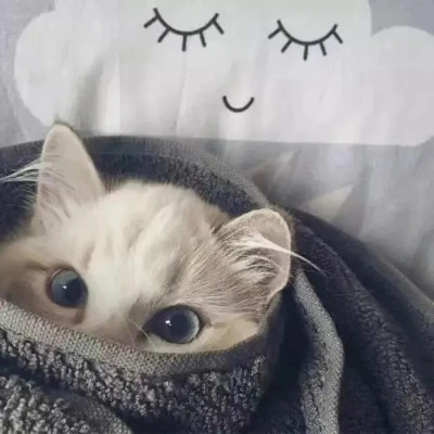 小动物情头