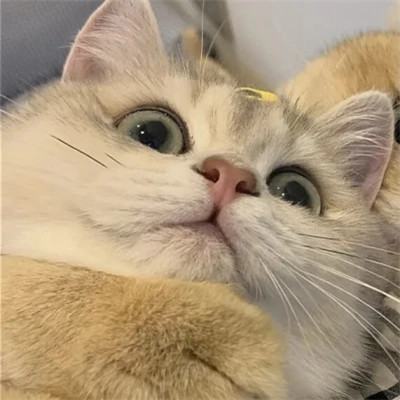 可爱好看的动物情头一对