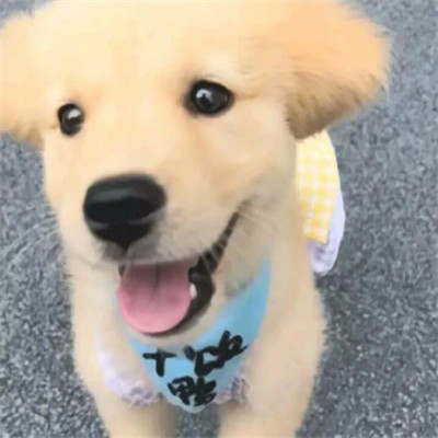 超级无敌可爱的小动物头像