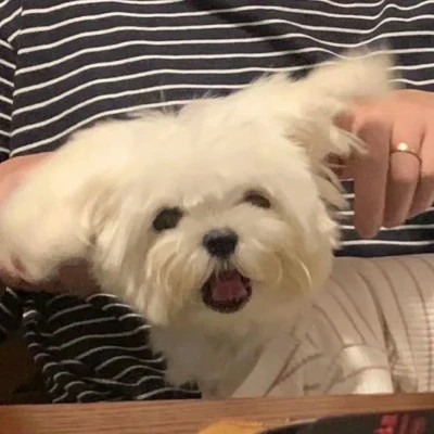 超级无敌可爱的小动物头像