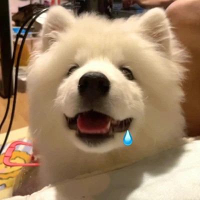 超级无敌可爱的小动物头像
