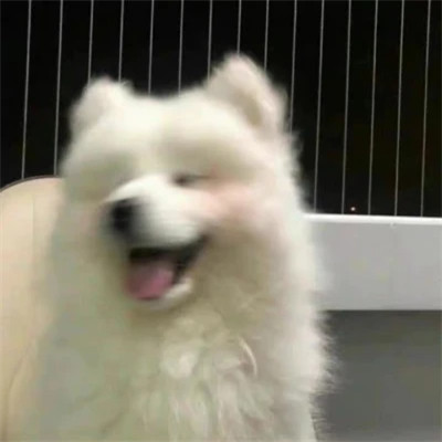 2025新版微信头像动物可爱