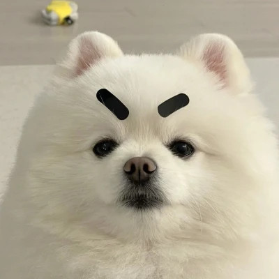 2025新版微信头像动物可爱