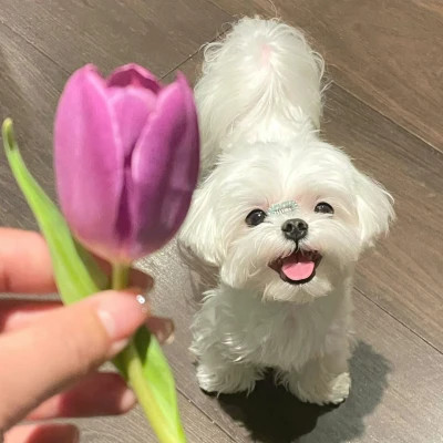 萌萌哒小动物头像
