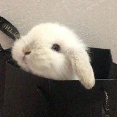 萌萌哒小动物头像