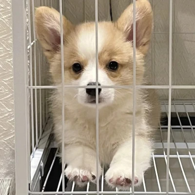 萌萌哒小动物头像
