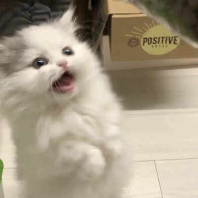 萌萌哒小动物头像