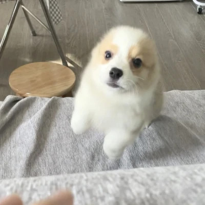 萌萌哒小动物头像