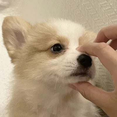 萌萌哒小动物头像