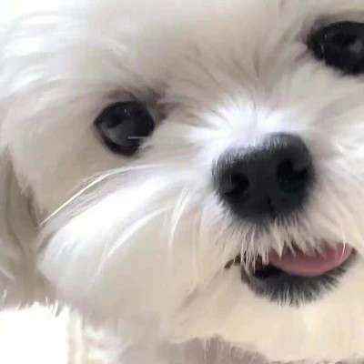 萌萌哒小动物头像
