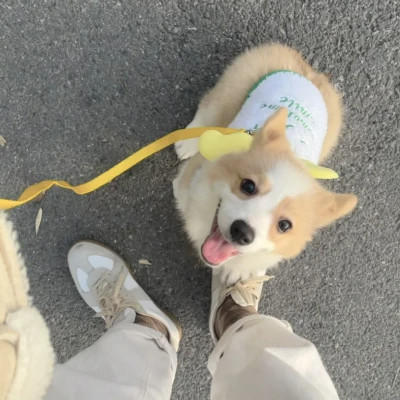 萌萌哒小动物头像