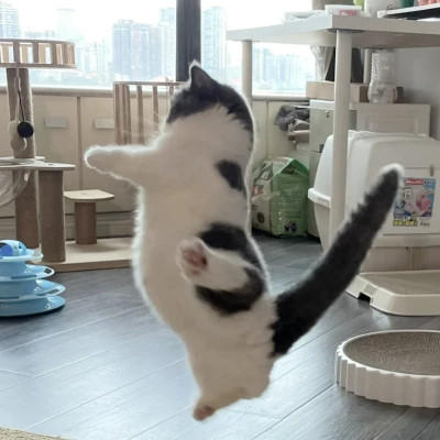 萌萌哒小动物头像
