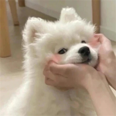 萌萌哒小动物头像