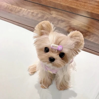 萌萌哒小动物头像