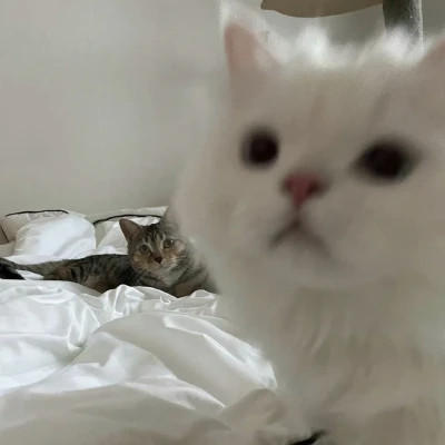 萌萌哒小动物头像