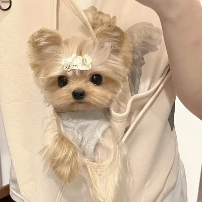 萌萌哒小动物头像
