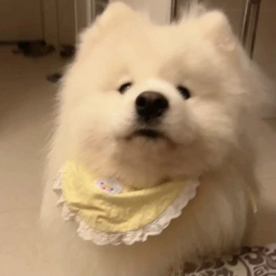 萌萌哒小动物头像