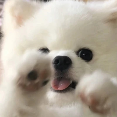 萌萌哒小动物头像