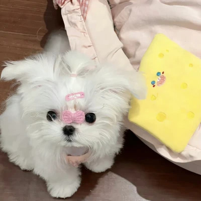 萌萌哒小动物头像
