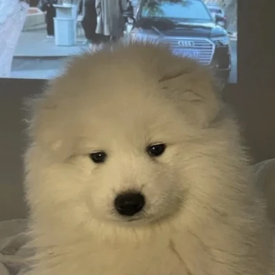 萌萌哒小动物头像