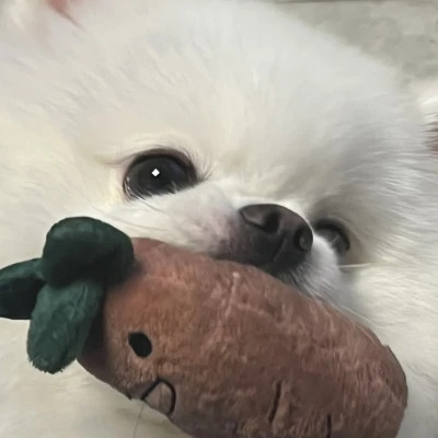 萌萌哒小动物头像
