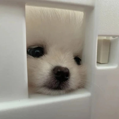 萌萌哒小动物头像