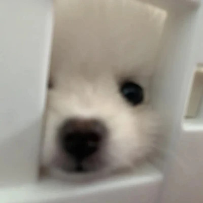 萌萌哒小动物头像