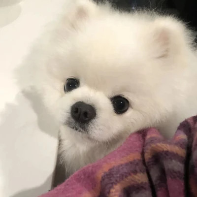萌萌哒小动物头像