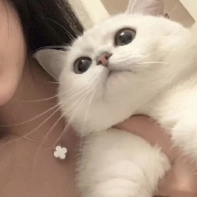 超可爱的小动物头像