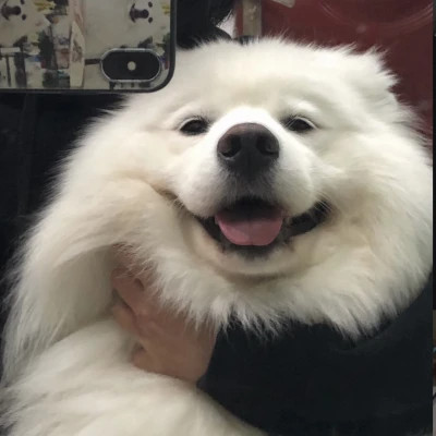 超可爱的小动物头像
