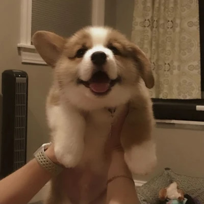 超可爱的小动物头像