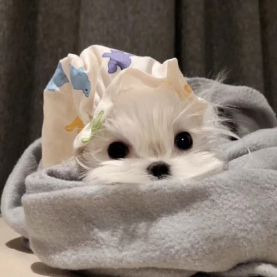 超可爱的小动物头像