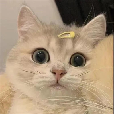 超可爱的小动物头像