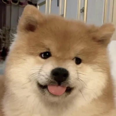 超可爱的小动物头像