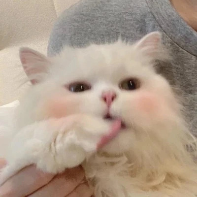 好看头像小动物