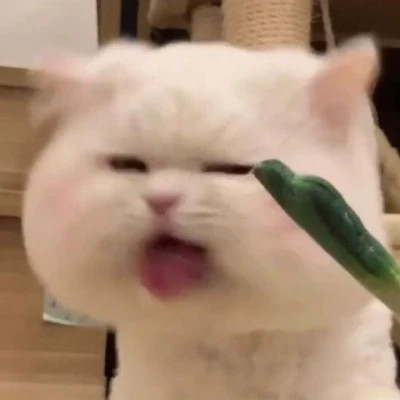 头像小动物可爱萌好看