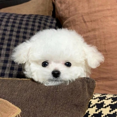 头像小动物可爱萌好看
