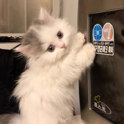 小动物头像可爱真实照片