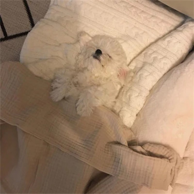 小动物头像可爱真实照片