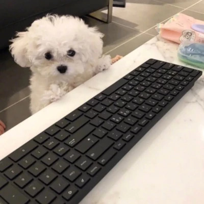 超可爱的动物头像图片