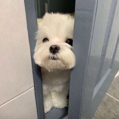 呆萌可爱小动物头像图片