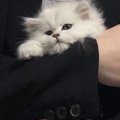 呆萌可爱小动物头像图片