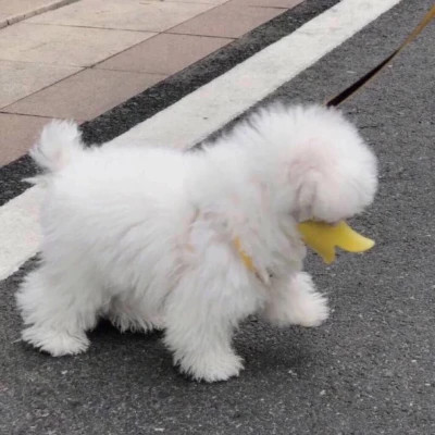 微信头像小动物可爱