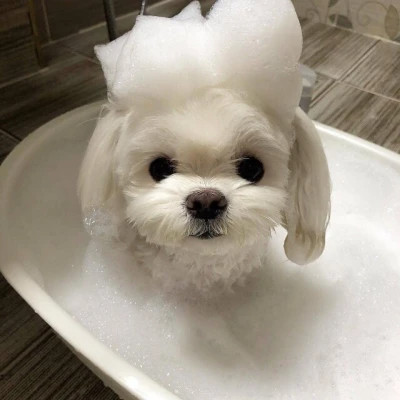 适合做头像的萌宠图片