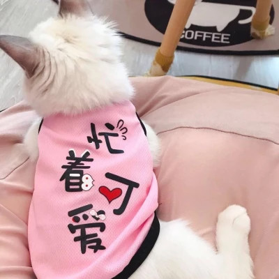 萌宠头像治愈可爱图片
