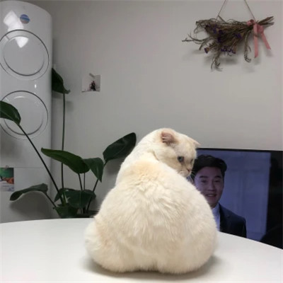 超可爱萌宠微信头像图片