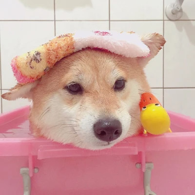 好看萌宠头像